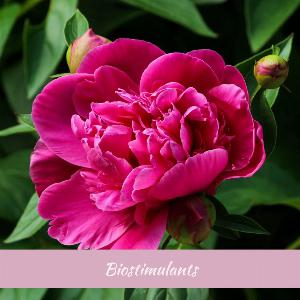 Scoot Wilkins Decorative Image