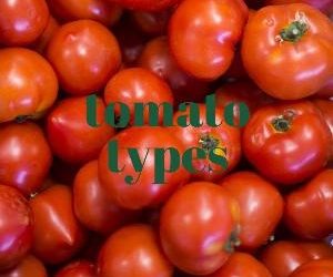 Let's talk for a minute about tomato types. . .