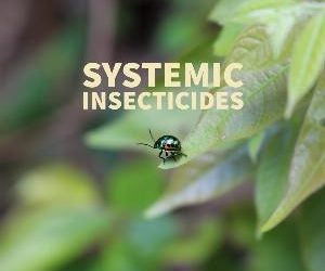 Let's talk for a minute about systemic insecticides. . .