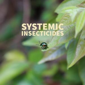 Scoot Wilkins Decorative Image