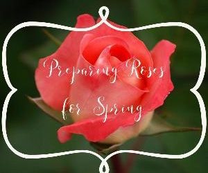 Let's talk for a minute about preparing roses for spring. . .