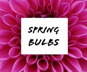 Let's talk for a minute about spring bulbs. . .