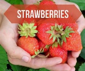Let's talk for a minute about strawberries. . .