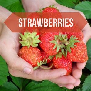 Scoot Wilkins Decorative Image