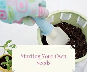 Let's talk for a minute about starting your own seeds. . .
