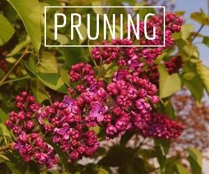 Let's talk for a minute about pruning. . .