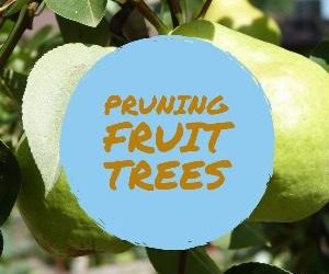 Let's talk for a minute about pruning fruit trees . . .