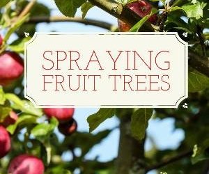 Let's talk for a minute about spraying fruit trees. . .