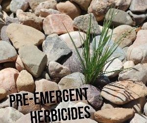 Let's talk for a minute about pre-emergent herbicides. . .