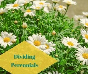 Let's talk for a minute about dividing perennials. .