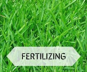 Let's talk for a minute about fertilizing. . .