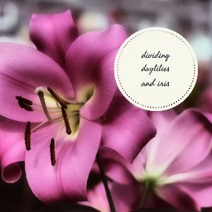 Scoot Wilkins Decorative Image