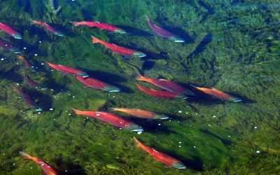 DWR Responds To Concerns Of Decreasing Kokanee Salmon Numbers 