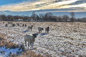 Frosty Morning in the Basin
