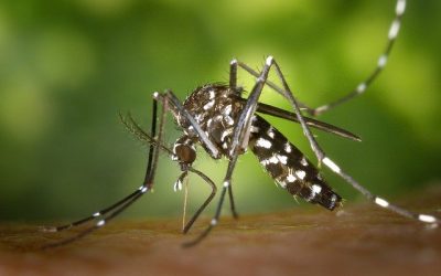Rangely Mosquito Abatement Planning Aerial Spraying Starting Thursday