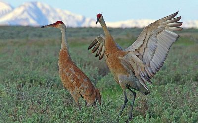 Where To See And Hear Unique Migratory Birds, The Sandhill Cranes
