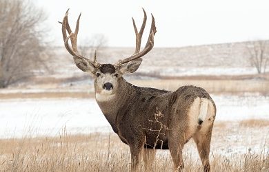 DWR Recommends Book Cliffs To Wildlife Watchers And Photographers