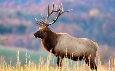 DWR Proposes Changes To Elk Hunting; Local Public Comment Encouraged