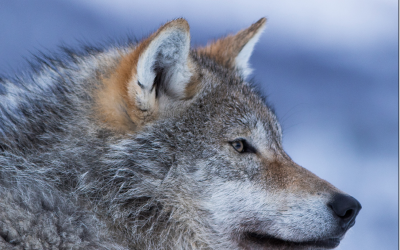 Wolves Main Suspect As Colorado Wildlife Officials Investigate Dead Calves