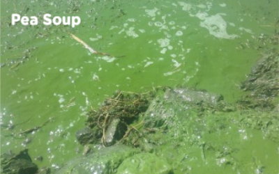 DWR Warns Waterfowl Hunters To Watch For Harmful Algal Blooms