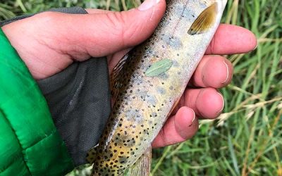 Utah Cutthroat Slam Reaches Huge Milestone