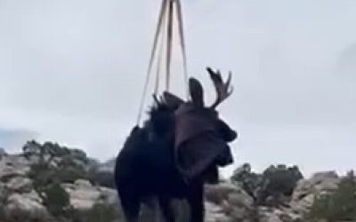 Crane Used To Rescue Moose Stuck In Service Canal In Uintah County