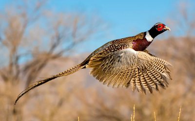 Getting Ready for 2022 Pheasant and Quail Hunts