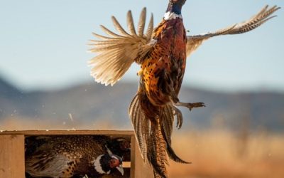 Getting Ready for 2022 Pheasant and Quail Hunts