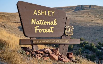 Firewood Options On Ashley National Forest