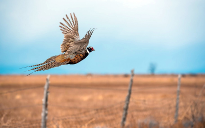 DWR Releasing Pheasants Ahead Of Thanksgiving Holiday