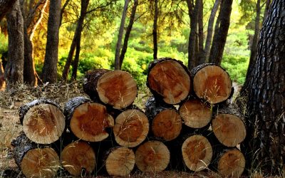 Ashley National Forest Timber Sales Program Available To Public 