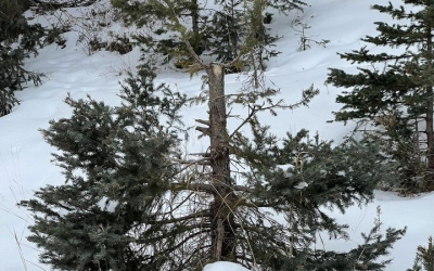 Ashley National Forest Reminds All That Christmas Tree Topping Is Illegal