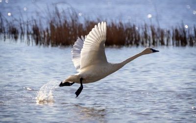 DWR Announces Swan Hunt Closing Early