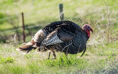 DWR Announce Spring Turkey Hunting Permit Opening December 13th