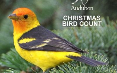 Enjoy Birdwatching? Join The 123rd Audubon Christmas Bird Count
