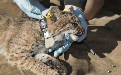 Hunters In Colorado That Get a Bobcat with a GPS Collars To Return Collar