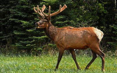 New Statewide Elk Management Plan Approved With Changes To Elk Hunting