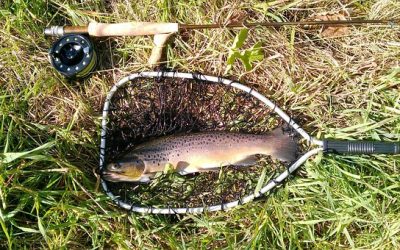 Fisheries Managers Concerned About Lake Trout in Flaming Gorge