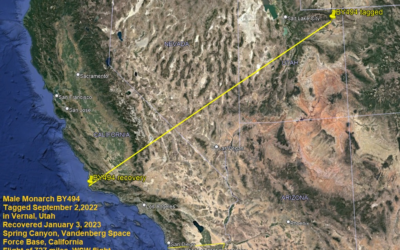 Uinta Basin Birds & Butterflies Group Travel To Monarch Butterflies Summit