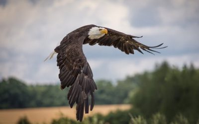 DWR Hosting Eagle Viewing Event At Ouray National Wildlife Refuge