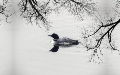Don’t Miss Your Chance To See Migrating Loons On Their Journey North