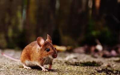 Give’m Health: Preventing Hantavirus