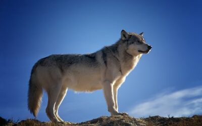 Wolf Management Plan Includes Animal Compensation For Death/Injury