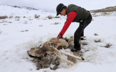 Brutal Winter Killing Deer And Antelope By The Thousands In Wyoming