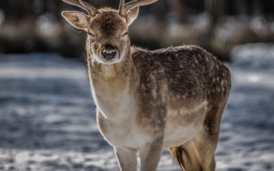 DWR Recommends Decrease In Deer Permits After Rough Winter