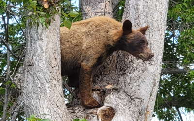 Another Bear Relocated From Uintah County Neighborhood