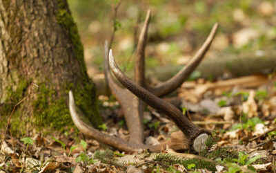 Shed Antler Hunting Closure Lifted