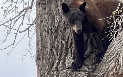 Black Bear Takes Stroll In Uintah County