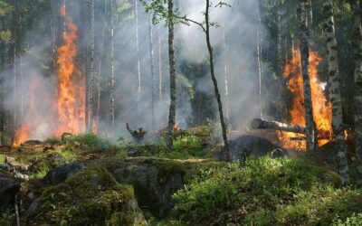 FIRESHEDS Act To Improve Wildlife Prevention Efforts