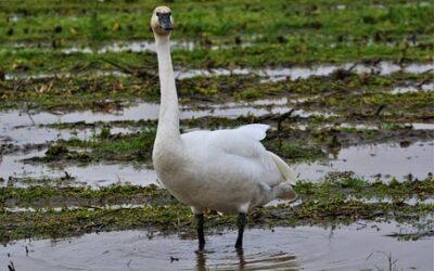 DWR Moving Towards Making It Illegal To Harvest Trumpeter Swans